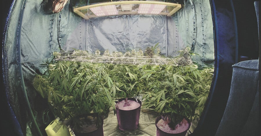 CULTIVO INDOOR