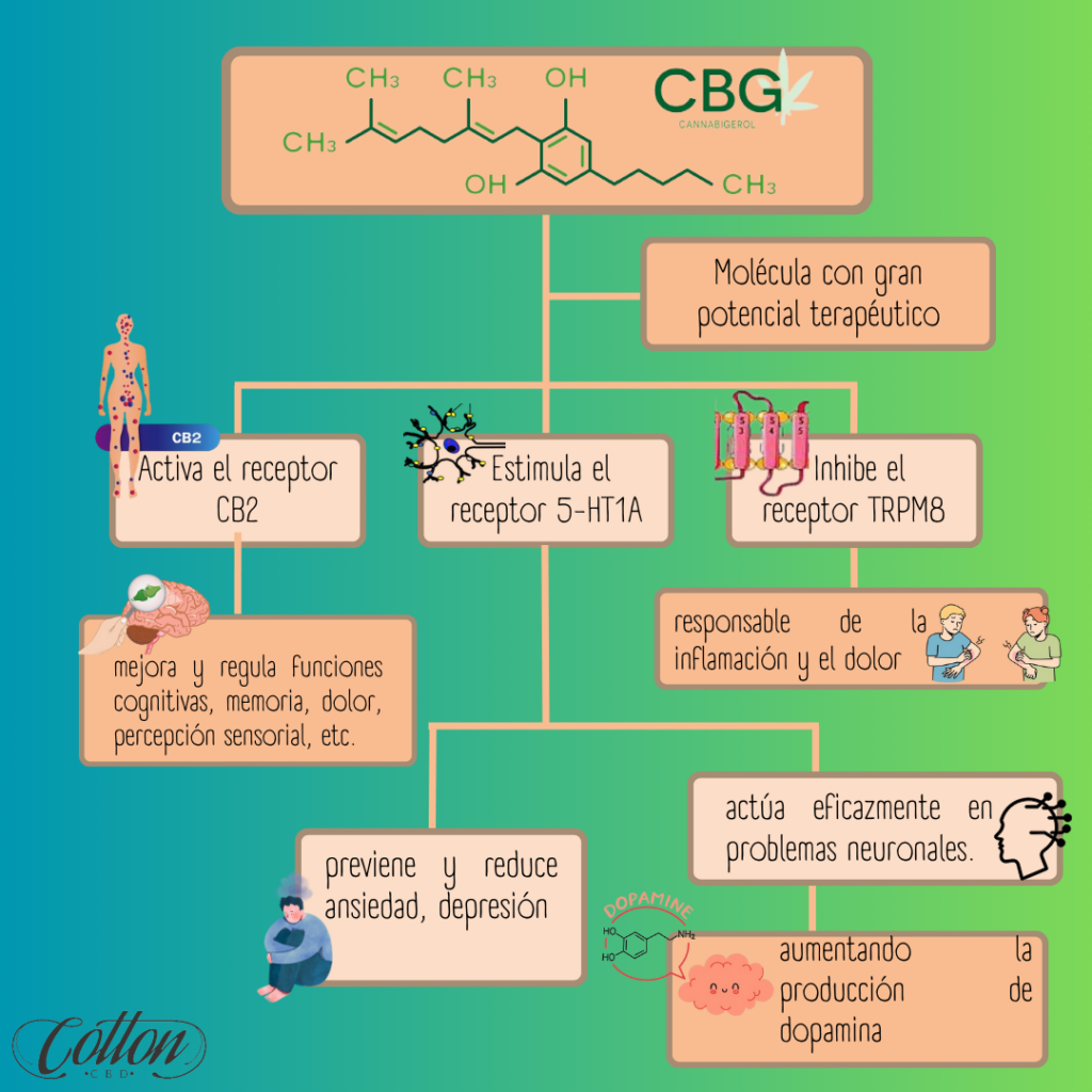 cbg cómo actua