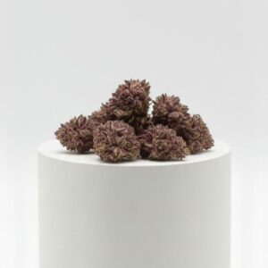 Purple CBD (Small Buds) 10G